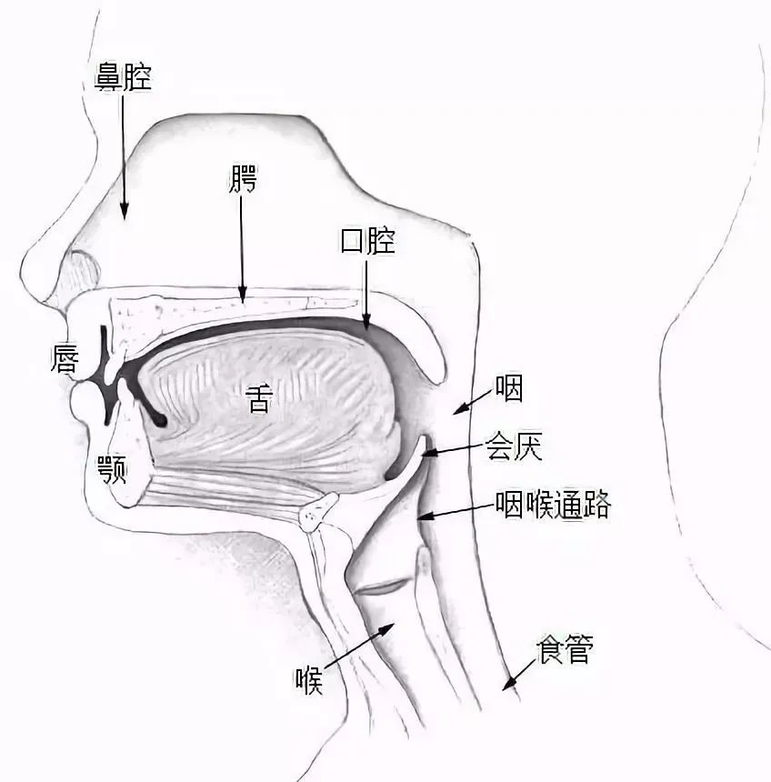 综合其他  为了防止食物误入呼吸道,我们已经演化出了一个叫会厌的